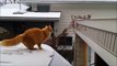 Cat Fails Jump - Gato erra o pulo-yRm7DjHnRGA