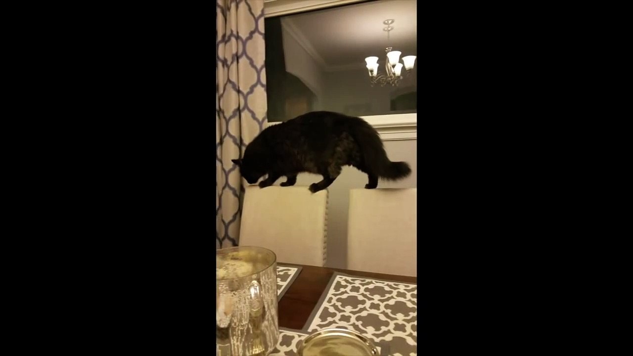 Cat Fails Jump-C7X8FJO7DOo