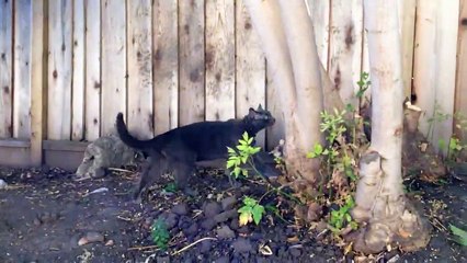 Cat fails to escape backyard-bCgzL4bR6zU