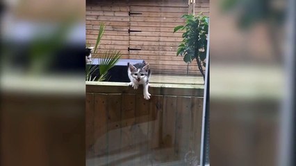 Cat Hits Window _ Cat Fails-cbVkYdY0I5s
