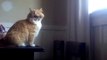 Cat Jumping off Table Fail-OrdCc8QXYo8