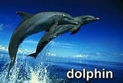 BABY EINSTEIN WORLD OF ANIMALS VIDEO DVD DISNEY KIDS LEARN ABOUT ANIMALS PREVIEW DOLPHINS-JJ571srFb4U