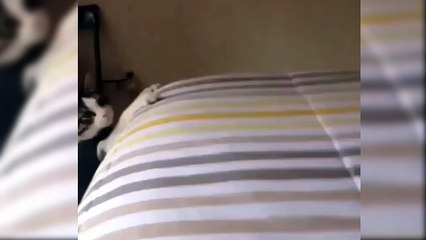 Flying cat - funny cat fail-aOA4B-hDI7Y