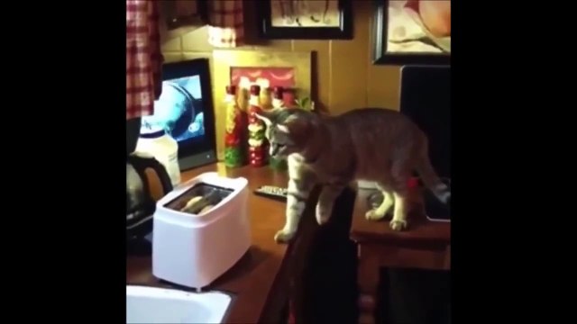 Funny Cat Fails _ Cats Toasters =-ZlxdttycW7o