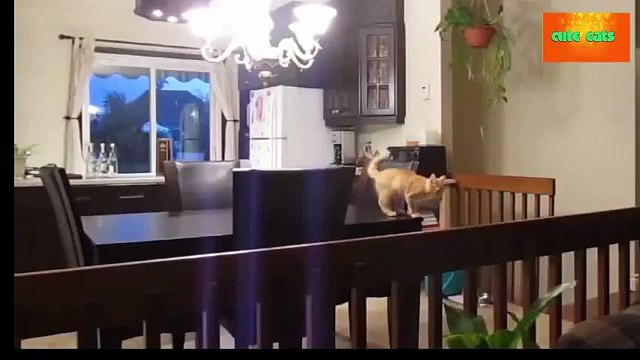 funny cat fails and complications-o0Psa3dSlV8