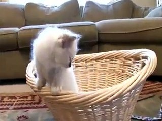 Cats 101 - Birman-ReH_WO3UgUA