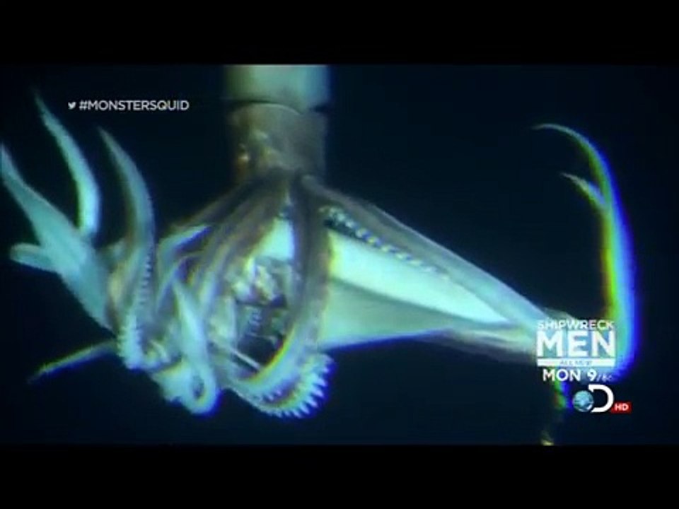 Giant Squid (Architeuthis) footage, January 27, 2013-jCWop491Q9Y