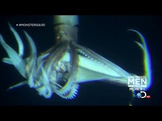 Giant Squid (Architeuthis) footage, January 27, 2013-jCWop491Q9Y