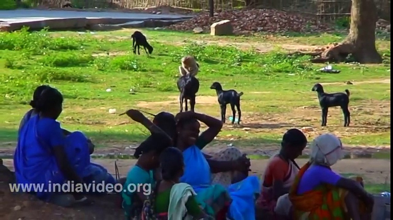 Goat And Monkey Funny Video   India Video