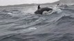 Orcas Hunt Humpback Whales Alongside Delighted Tourists