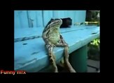 Funny Animal Awesome cute animals acting like humans-vF9rTTIQerw
