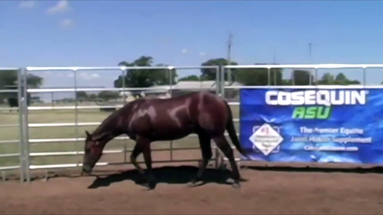 Hip# 93 - MR FAMOUS GALLO, 2015 Legacy Sale Consignment - Consigned by OC CATTLE COMPANY-znys8mahY-g