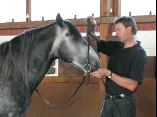 Junge Pferde schulen an der Hand