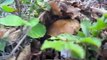 Bellissimi Funghi Porcini raccolti nel parco dei cento laghi 20 settembre new