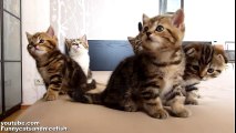 Funny Cats Choir   Dancing Chorus Line of Cute Kittens