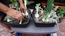 White Onions & Burgundy Red Onions - Two onion varieties to grow!