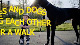 Babies and dogs take each other for a walk - Funny and cute compilation