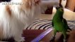 Funny Parrots Annoying Cats Compilation    NEW HD