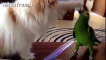 Funny Parrots Annoying Cats Compilation    NEW HD