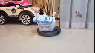 Funny Roomba Cat!!! Rides roomba hoover like a boss!