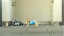 jiff funny cute dog amazing tricks video