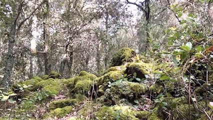 Classifica top ten funghi commestibili 10 - by diavolorosso -