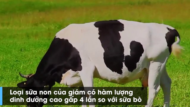 Kinh hãi với cảnh tượng sữa gián trở thành thức uống bổ dưỡng trong tương lai