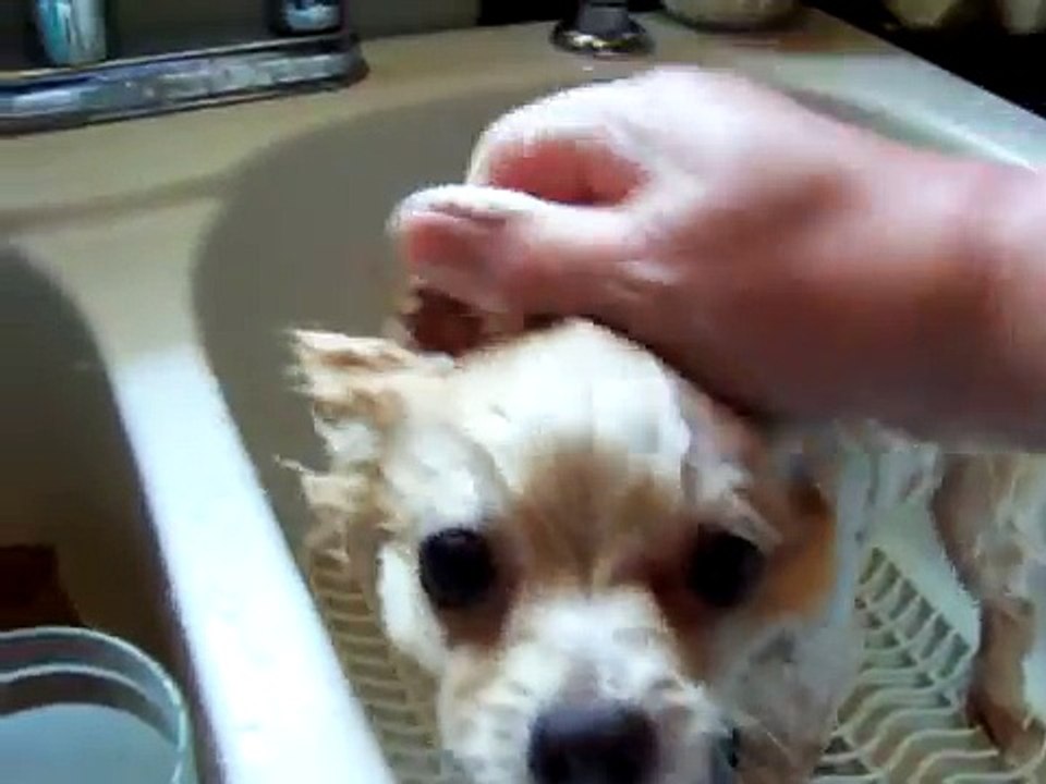 How to kill Fleas on your Dog Naturally