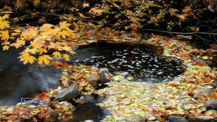 Giovanni Marradi - Autumn Leaves