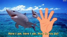 Finger Family Shark VS Wild Animals From Africa Lion Elephant Zebra And More Nursery Rhymes