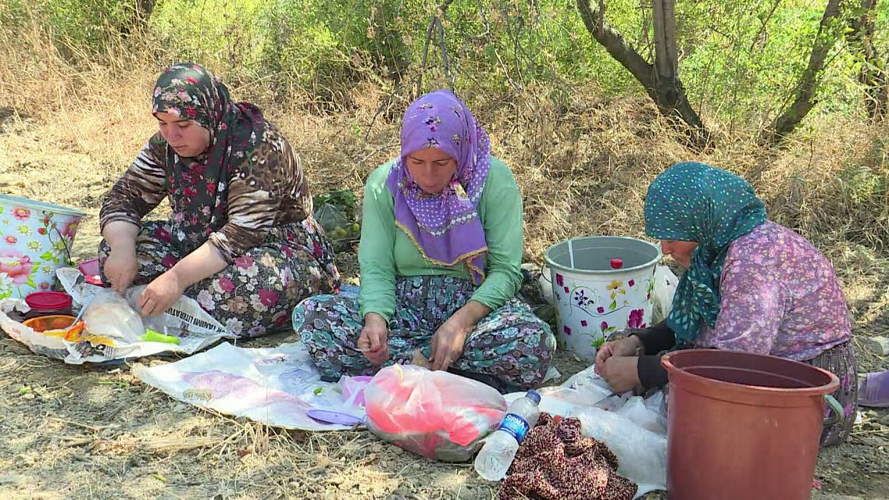 Das schwierige Los der Winzer in der Türkei