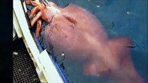 Top 5 Monstruos Gigantes del Océano