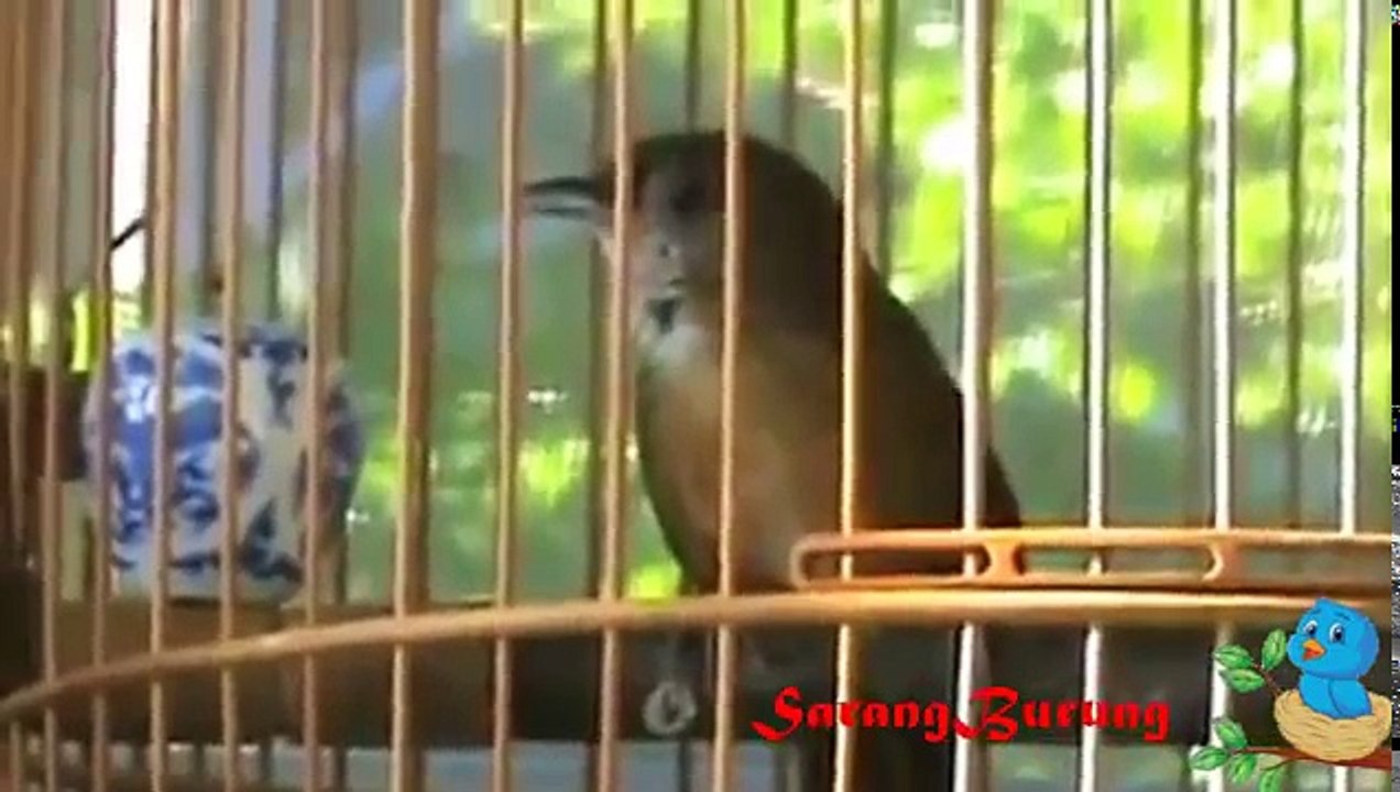 kicau burung sikatan londo matal