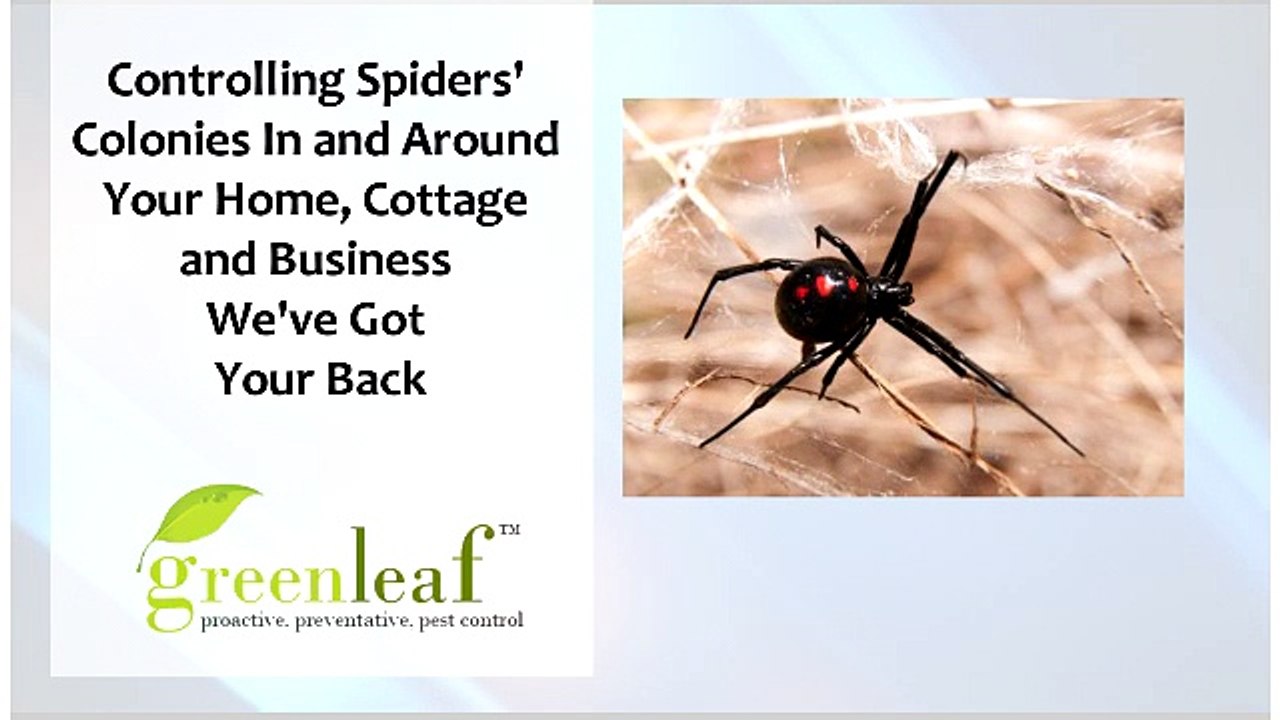 Eco-Friendly Pest Control Service in Brampton - Greenleafpestcontrol.com