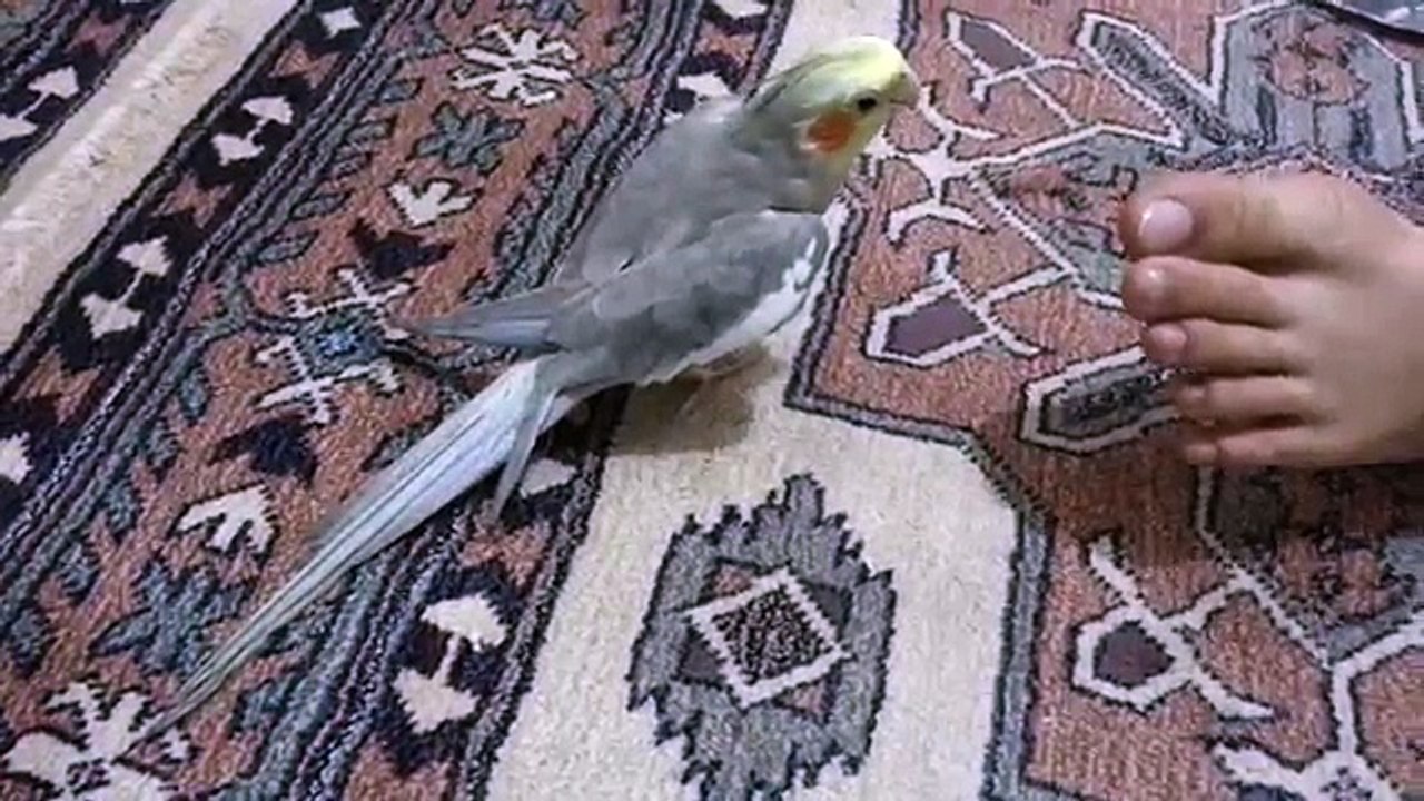 Sultan Papağanı muhtar'dan Fb Marşı ve Fener gol gol gol