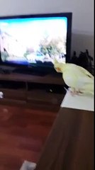 Sultan Papağanı Sesi