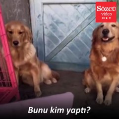 İspiyoncu köpek arkadaşını ele verdi