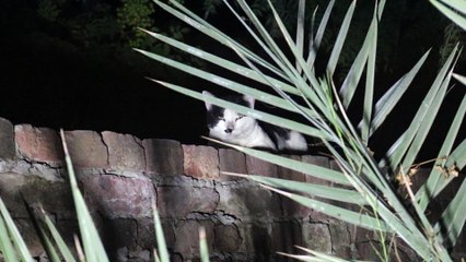 Suspicious Cat with Red dot around caught on Camera