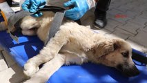 Van İşkence Gören Yavru Köpeğe, Van Büyükşehir Belediyesi Sahip Çıktı