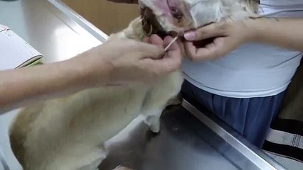 Schnauzer has ear itchiness for over 2 years - lateral ear canal resection