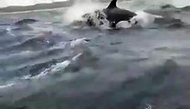 Orcas Hunt Humpback Whales Alongside Delighted Tourists