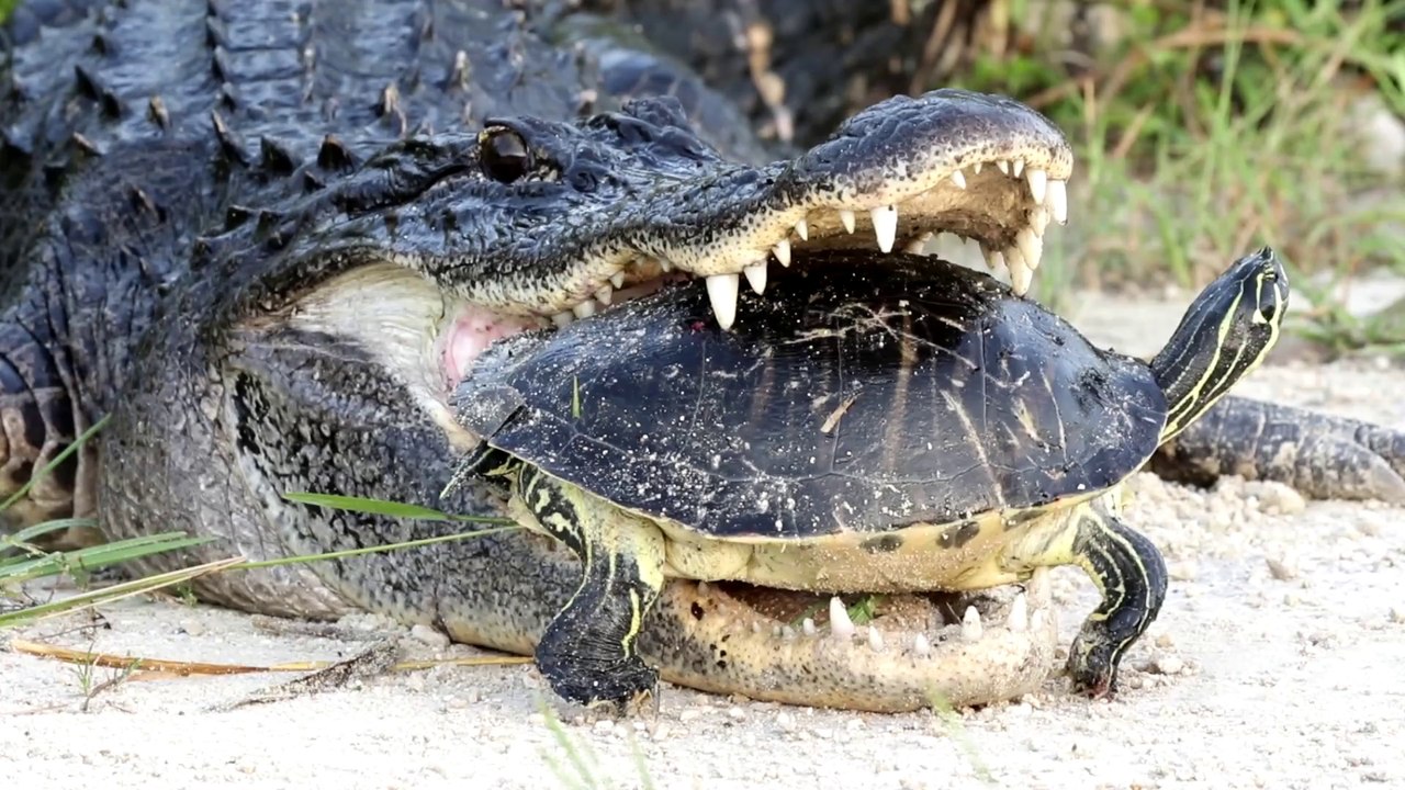 Ce crocodile n'arrive pas à croquer cette tortue... Carapace trop solide!