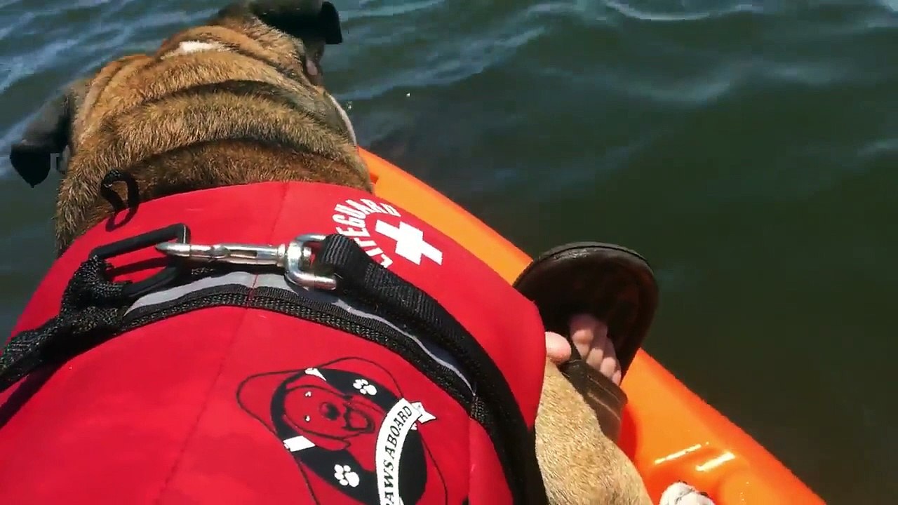 Un bouledogue anglais embrasse un lamantin sauvage !