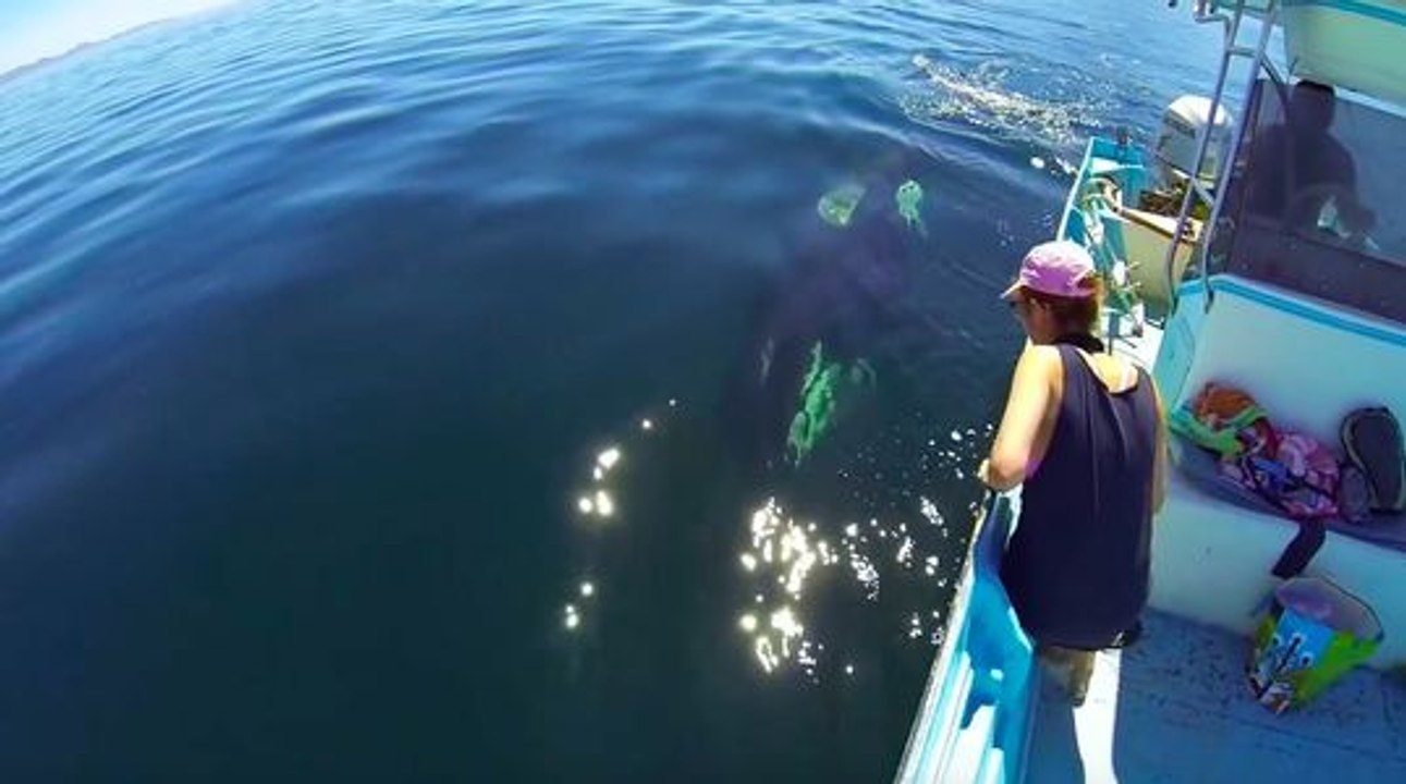 Magnifique rencontre avec des orques !