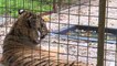 Deux tigres rescapés d' Alep trouvent refuge aux Pays-Bas