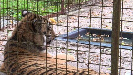 Deux tigres rescapés d' Alep trouvent refuge aux Pays-Bas