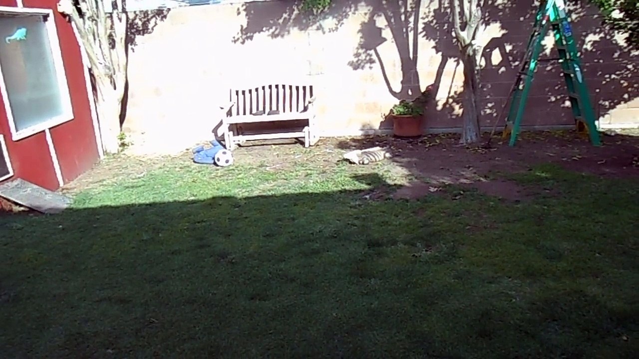 Un homme rentre du travail et son iguane apprivoisé le salue comme un chien.