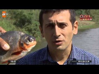 Gölette canavar balık paniği - atv Ana Haber
