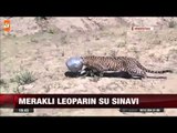 Meraklı leoparın su sınavı - atv Ana Haber