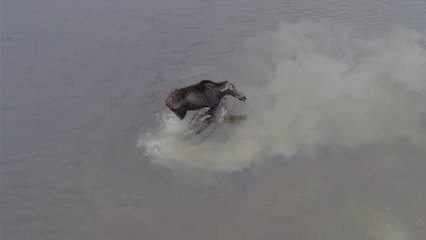 Combat entre un orignal et un loup filmé par un drone